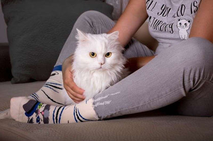 Arty socks with Persian cat