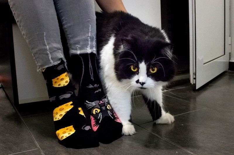 Arty socks with Black cat